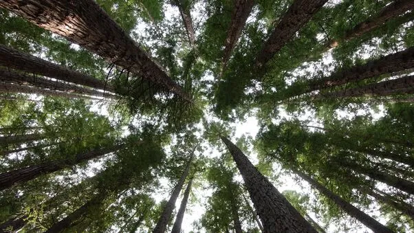 Baumgruppe als Symbol für Holz als nachhaltigen Rohstoff